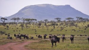 Serengeti Selbstfahrer-Safari