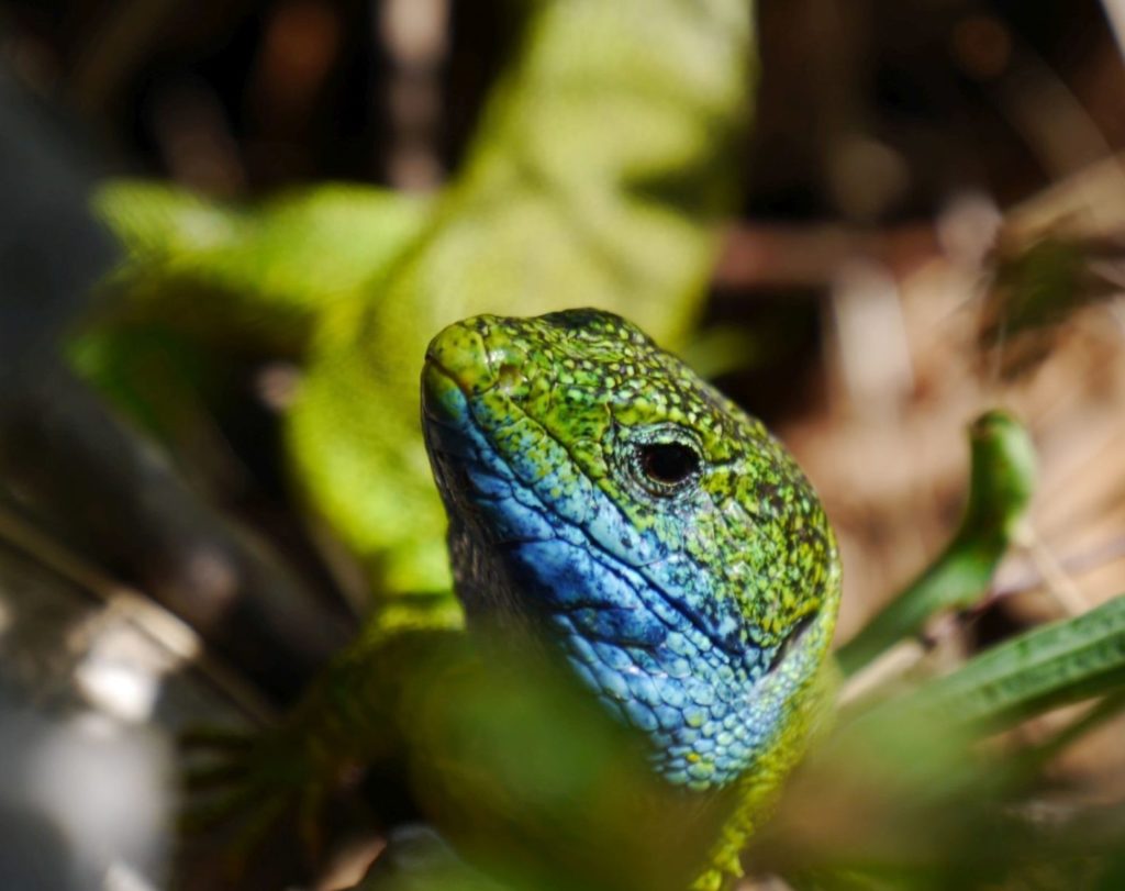 The Ultimate Croatia Road Trip: Hidden Beaches, Ancient Towns & Endless Adventure The Ultimate Croatia Road Trip: Hidden Beaches, Ancient Towns & Endless Adventure