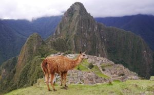 Machu Picchu mit Alpaka