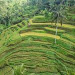 Bali Rice Terrace
