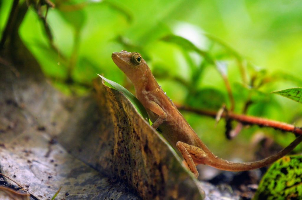 Corcovado National Park On A Budget Corcovado National Park On A Budget