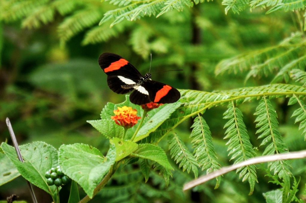 Corcovado National Park On A Budget Corcovado National Park On A Budget