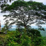 Bolita Rainforest - Corcovado Nationalpark