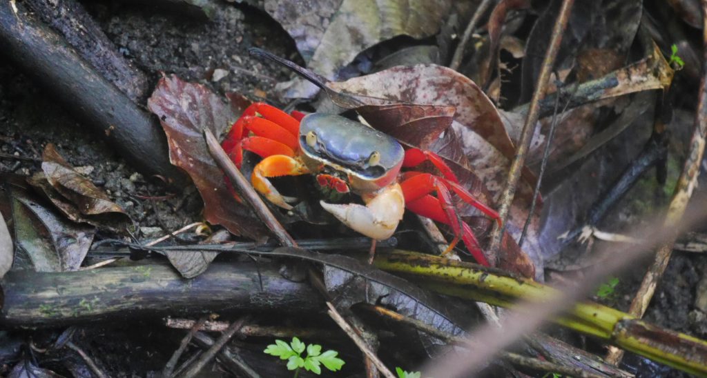 Manuel Antonio Costa Rica | Unsere 6 Tipps & Erfahrungen Krabben im Manuel Antonio Park