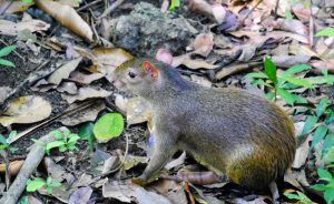 Manuel Antonio Costa Rica | Unsere 6 Tipps & Erfahrungen Agouti im Manuel Antonio Park
