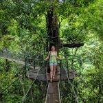 Hängebrücken im Rainmaker Forest