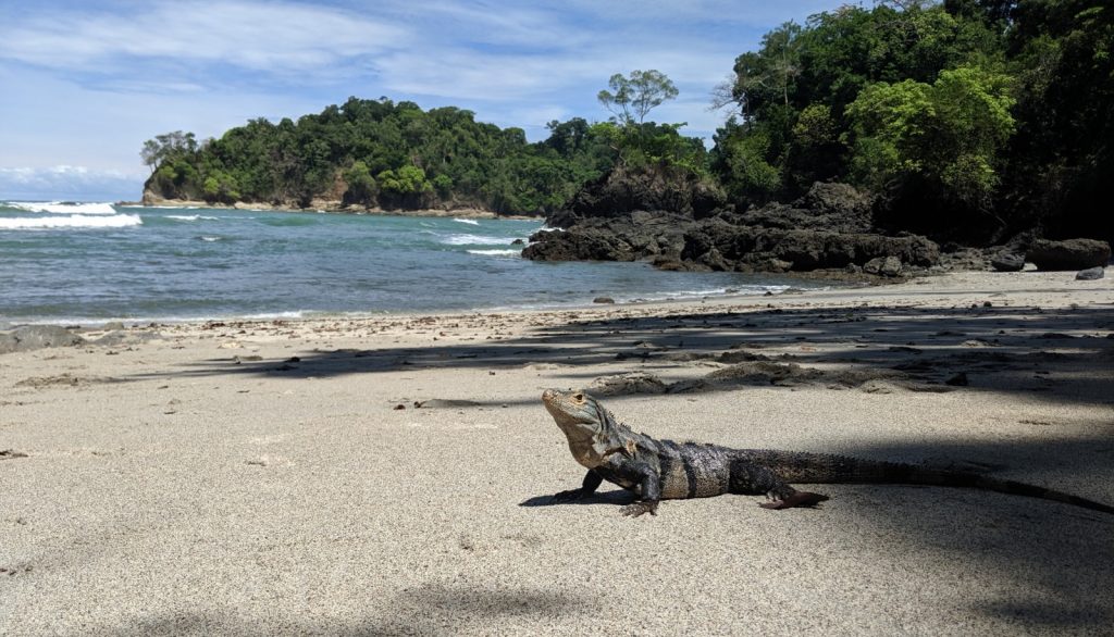 Costa Rica Nationalpark | Top 6 der schönsten Nationalparks Iguana am Strand - Manuel Antonio Nationalpark