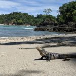 Iguana am Strand - Manuel Antonio Nationalpark