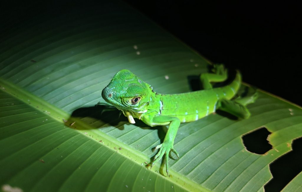 Tortuguero Nationalpark Costa Rica | Anreise, Highlights & Schildkrötensaison Tortuguero Nationalpark Costa Rica | Anreise, Highlights & Schildkrötensaison