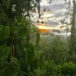 Dschungel am Bolita Rainforest Hostel