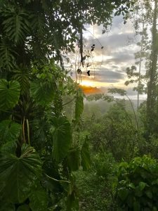 Dschungel am Bolita Rainforest Hostel