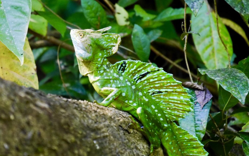 Tortuguero Nationalpark Costa Rica | Anreise, Highlights & Schildkrötensaison Jesus Christus Echse in Tortuguero