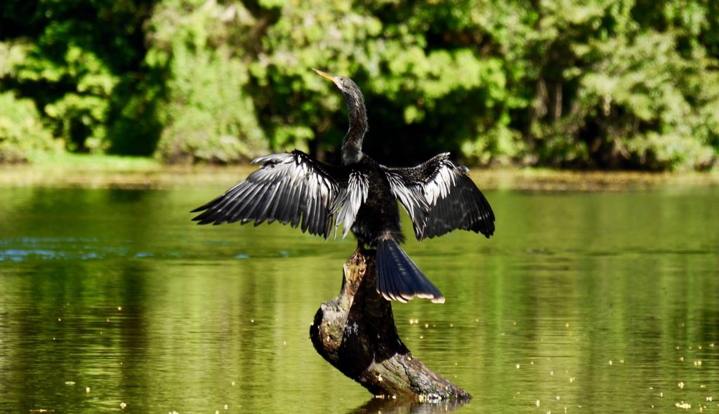 Tortuguero Nationalpark Costa Rica | Anreise, Highlights & Schildkrötensaison Tortuguero Nationalpark Costa Rica | Anreise, Highlights & Schildkrötensaison