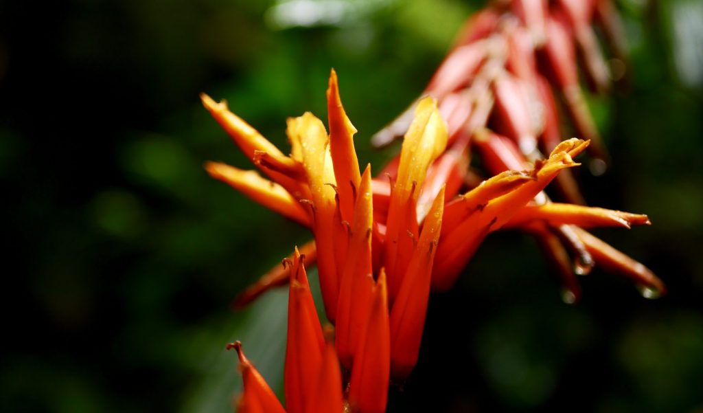 Pflanze, Costa Rica