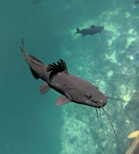 Agua Dulce Cenote, Fische