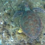 Wasserschildkröte auf Providencia, Schnorcheln