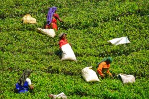 Indien Tee Plantage frauen