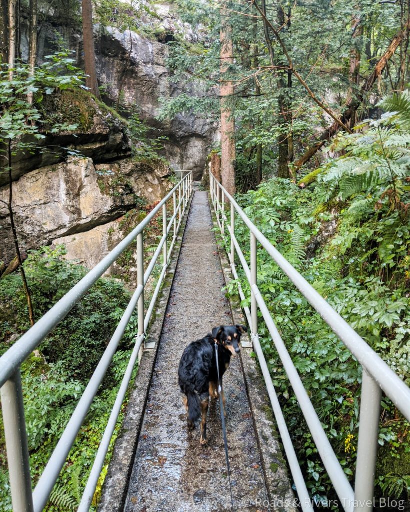 Salzachöfen Golling | Amazing Gorge in Austria Hund in den Salzachöfen Golling