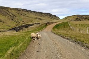 Island Reisetipps 2022 | Was du vor deiner ersten Rundreise wissen solltest!