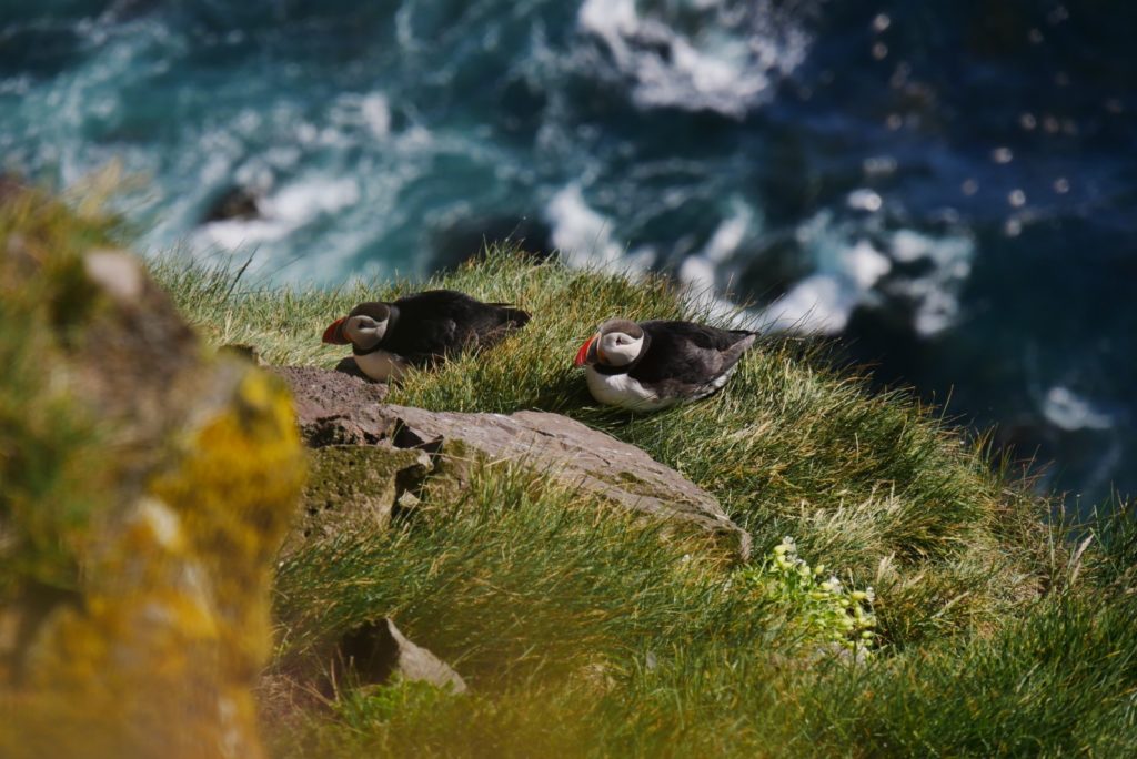 Island Westfjorde I Alle Highlights der ursprünglichsten Region Islands Island Westfjorde I Alle Highlights der ursprünglichsten Region Islands