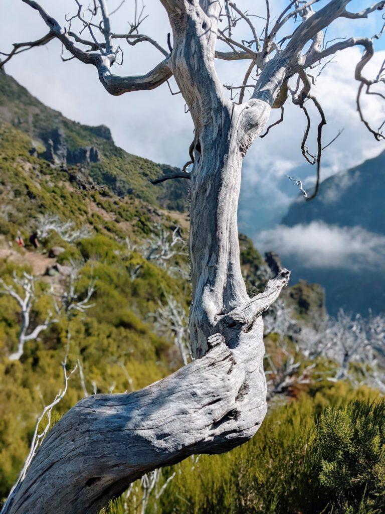 Pico Ruivo Wanderung I Schönster Wanderweg auf Madeira Pico Ruivo Wanderung I Schönster Wanderweg auf Madeira
