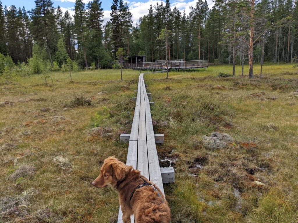 Hamra Nationalpark Schweden | Auf der Suche nach den Bären Hamra Nationalpark Schweden | Auf der Suche nach den Bären