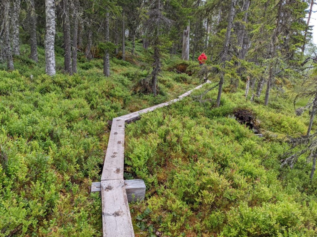 Hamra Nationalpark Schweden | Auf der Suche nach den Bären Hamra Nationalpark Schweden | Auf der Suche nach den Bären