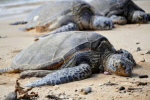 Maui Sehenswürdigkeiten | Die BESTEN Highlights & Reisetipps Maui Sehenswürdigkeiten | Die BESTEN Highlights & Reisetipps