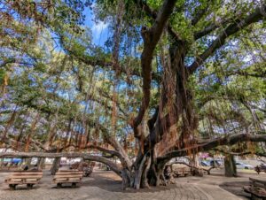 Maui Sehenswürdigkeiten | Die BESTEN Highlights & Reisetipps Maui Sehenswürdigkeiten | Die BESTEN Highlights & Reisetipps