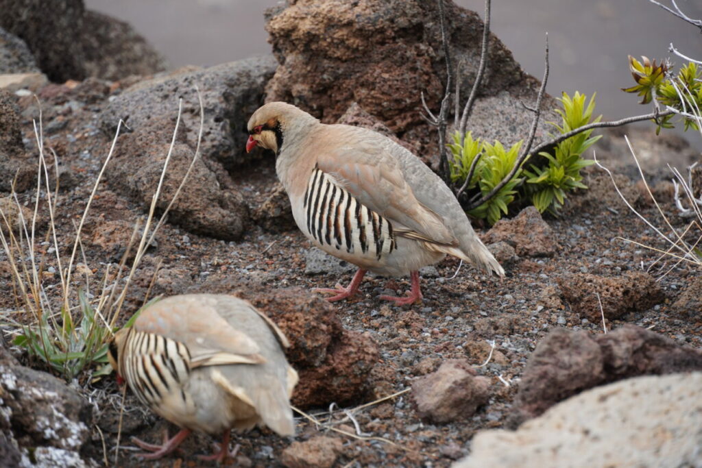 Haleakala Nationalpark Maui I Was Ihr hier unternehmen könnt!