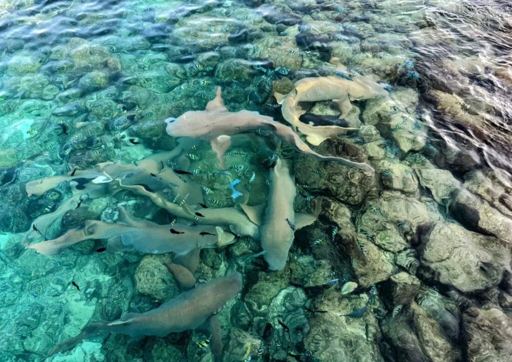 Ukulhas - The Best Local Island on the Maldives Ukulhas - The Best Local Island on the Maldives