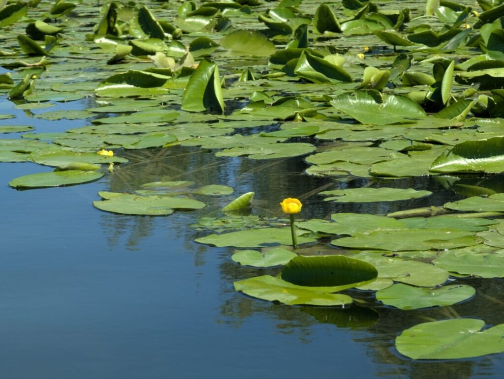Skutarisee Montenegro | Was ihr hier unternehmen könnt